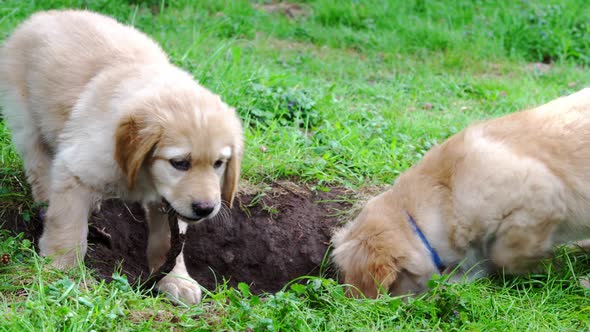 Funny Puppies Playing in Garden in Sunny Day