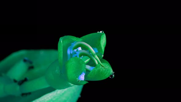 Close-up shot of a growing flower footage