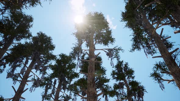 Pine Forest From Below View Realistic Footage