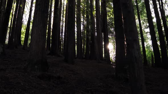 Sunbeams passing through a dark forest at dusk.