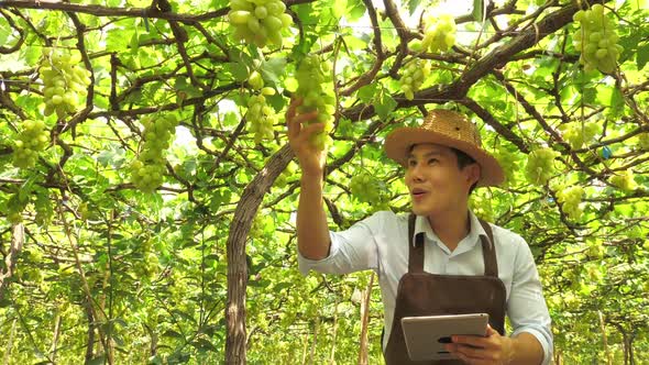 Young farmer harvesting grapes in vineyard