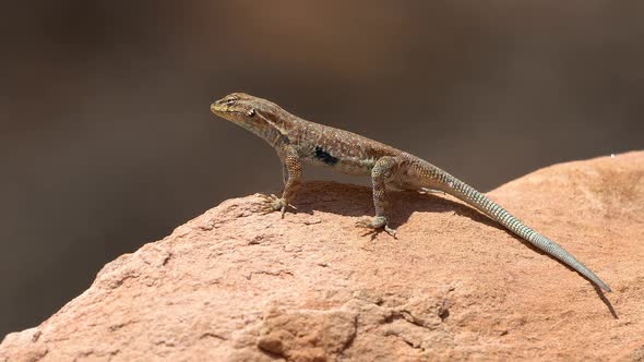 Side-blotched lizard standing tall on rock in the desert