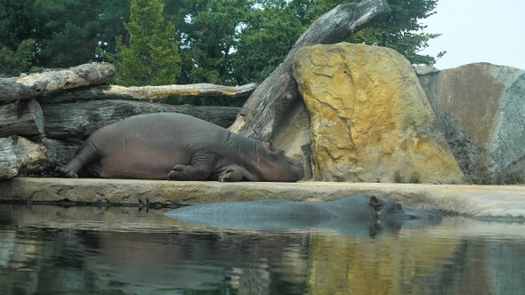 Hippopotamus sleeping in the aviary.