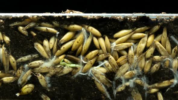 The Development of Roots and Their Growth From Oat Grains and the Growth of Plants From the Ground