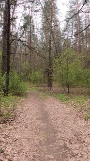 Vertical Video of the Small Road in the Forest During the Day