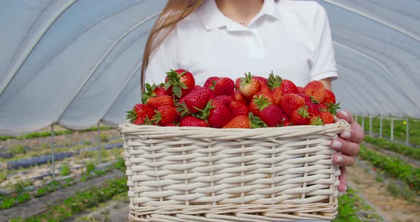 Close Up of Female Gardener Holding Basket of Strawberries