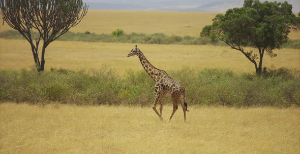 Giraffe walking in the savanna