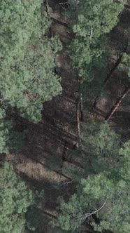 Vertical Video of Pine Forest Aerial View Slow Motion