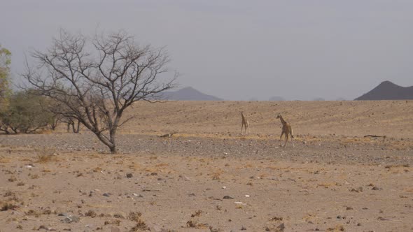 Giraffe family walking on a dry savanna 