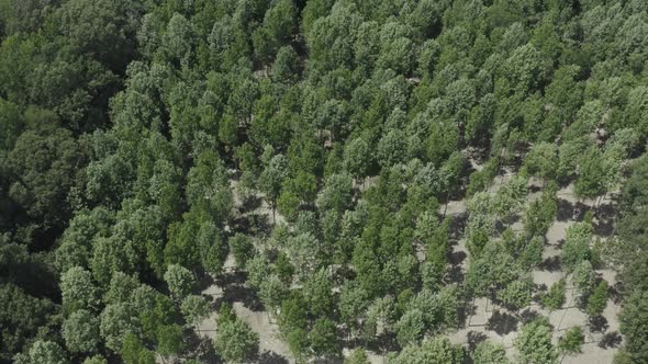 A smooth overview of timber that is going to be cut.