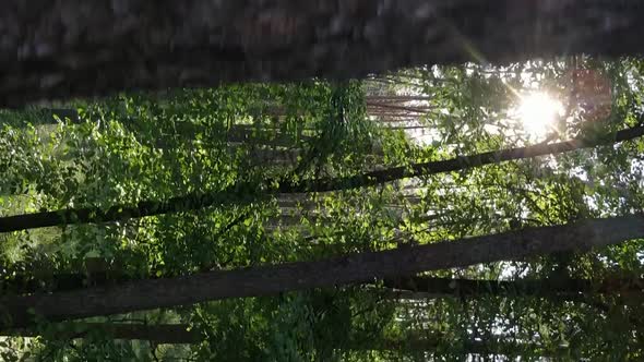 Vertical Video of a Forest with Pine Trees