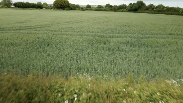 low angle aerial push in over green wheat crop fields on rural agricultural land in England