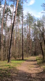 Vertical Video of the Small Road in the Forest During the Day