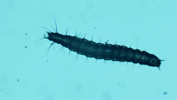 Newborn Flea Larvae