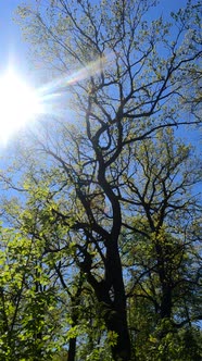 Vertical Video of the Forest in the Spring