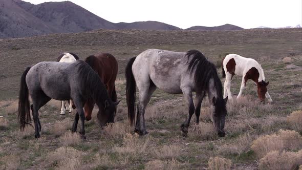 View of wild horses grazing in the early morning.