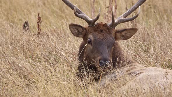 Up close view of Bull Elk resting in grassy field as it watches its surroundings