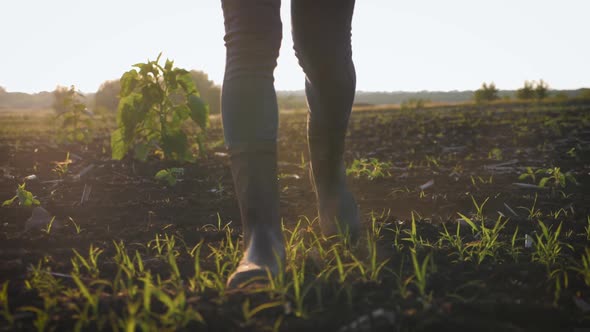 Farmer Goes with Rubber Boots Along Green Field. A Worker Go with His Rubber Boots at Sunset Time