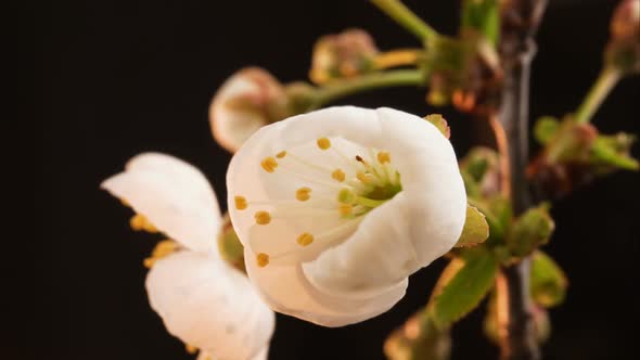 A Flower Blossoms on a Tree. Timelapse