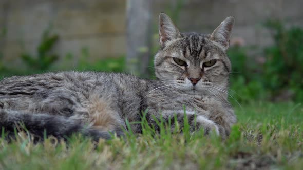 Grey Tabby Cat Lying  On Green Grass And Looking At Camera. - close up