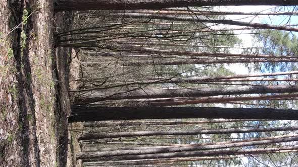 Vertical Video of Trees in a Pine Forest Slow Motion