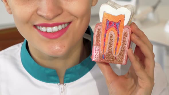 Female Dentist Smiling Holding Tooth Model To the Camera