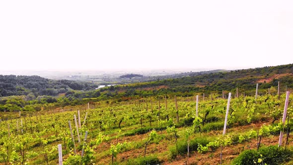 Aerial Drone View Over Vineyards Towards Agricultural Fields During Sunset