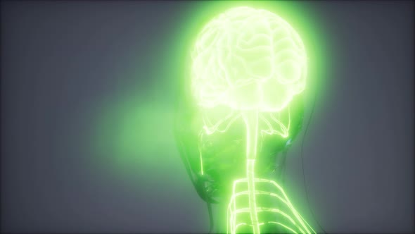 Human Brain Radiology Exam alt