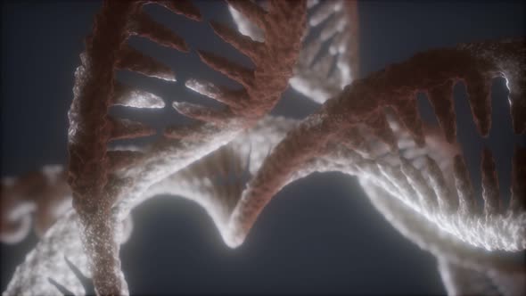 Loop Double Helical Structure of Dna Strand Closeup Animation