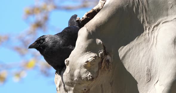 Western jackdaw (Coloeus monedula), perched on a platanus