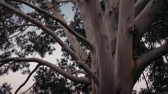 Australian Eucalyptus Tree In Storm