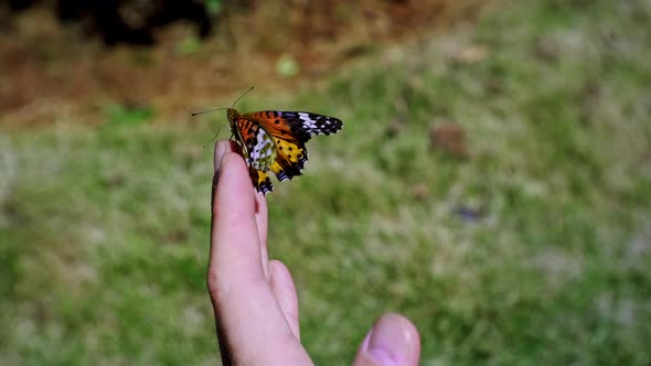 Closeup of Butterfly Opening Wings on Man's Hand
