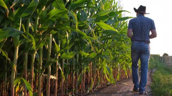 A Young Farmer Walks on a Field of Green Corn