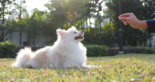 Woman feeding Pomeranian dog at city park