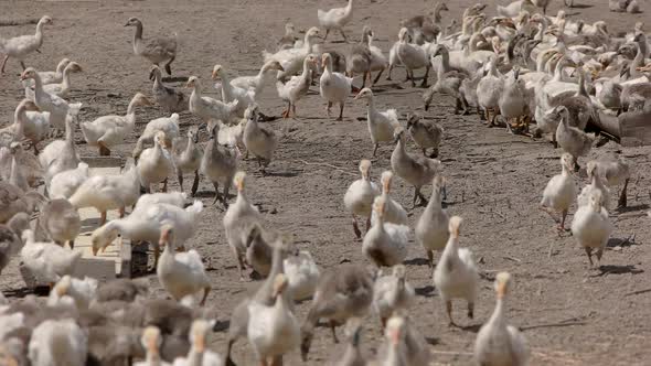 Herd of White Geese.