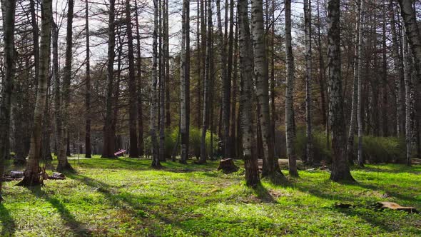 Panorama of a Birch Grove on Green Grass in a Natural Park in Sunny Weather Walking People the First