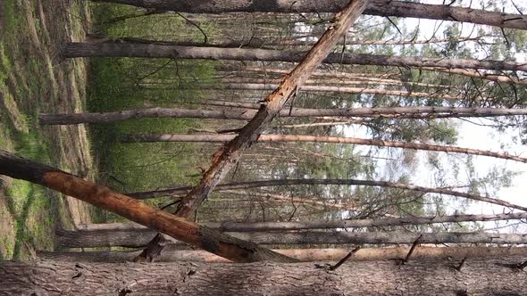 Vertical Video of Beautiful Forest Landscape Aerial View