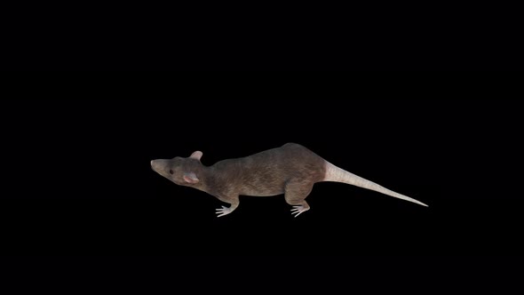 4K Rat Mouse alt