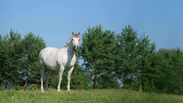 White Horse on a Summer Green Meadow on a Background of Trees and Blue Sky