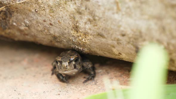 Wild Frog in its Natural Wet Habitat