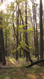 Vertical Video Autumn Forest with Trees By Day