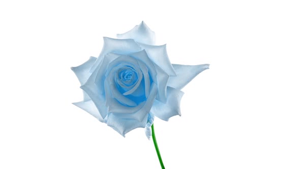 Beautiful Opening Blue Rose on White Background