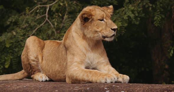 Lion Cub Resting On Rock In Safari Park