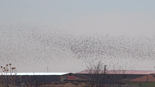 Murmurations Birds Ballet Dance Swarm Behaviour