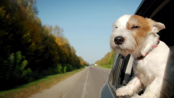 Jack Russel Dog Sticking Their Heads Out the Car Window