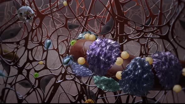 3D Microbiology Animated cells that protect the immune system