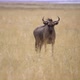 Buffalo Bull in the Wild - VideoHive Item for Sale