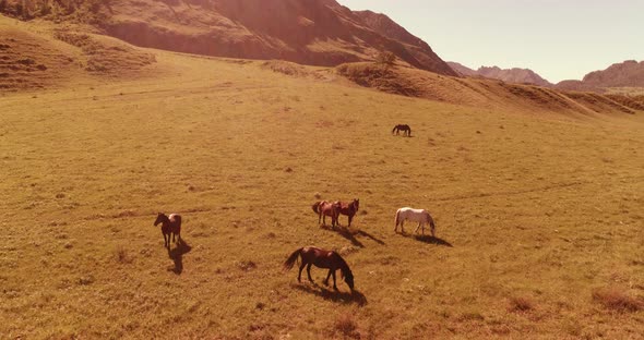 Flight Over Wild Horses Herd on Meadow