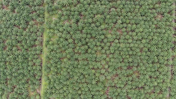 Aerial View of The Palm Oil Estates