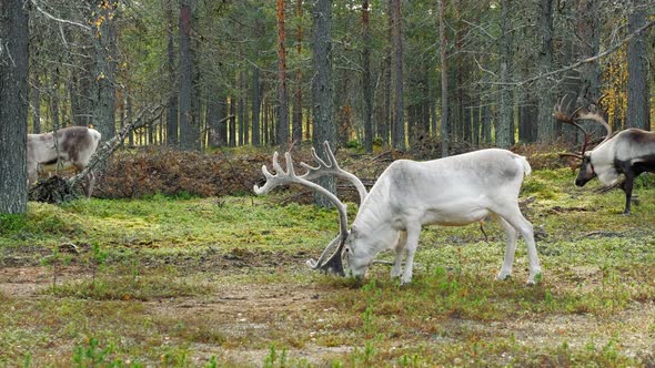 Beautiful Reindeers Grazing in the Forest in Lapland, Northern Finland